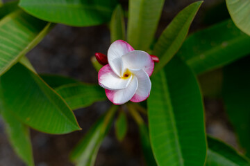 Koko Head Botanical Garden Plumeria trees flowers