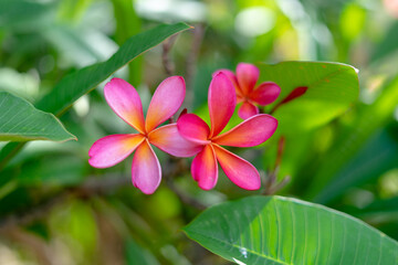 Fototapeta premium Koko Head Botanical Garden Plumeria trees flowers