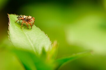 Small jumping spider in the garden.