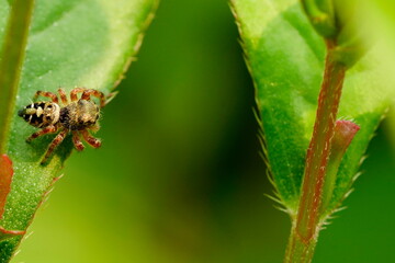 Small umping spider in the garden 