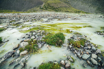 Vivid alpine landscape with green grasses and beautiful flowers among stones on waterlogged mountain lake. Bright mountain scenery with wild flora of highlands. Scenic view to plants of mountain lake.