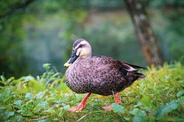 spot-billed duck walking on field by a pond