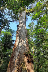Jequitibá, a centennial tree from the Atlantic Forest, in the Três Picos National Park. Rio de...