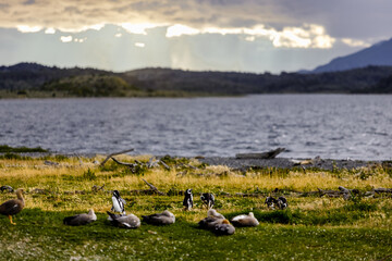 Penguins walk on an island near Ushuaia (Argentina) during sunset