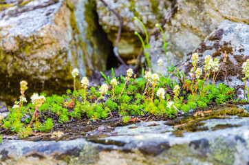 Hiking at Rohe Lake in Canada