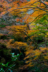 箕面の紅葉
