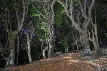 enchanted forest