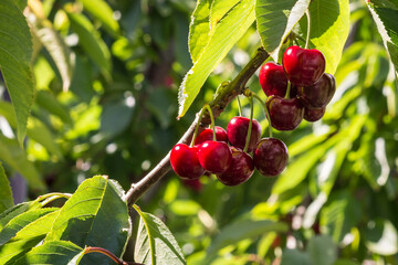 closeup of cherry tree branch with ripe red stella cherries and blurred background