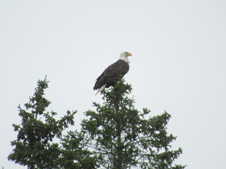 Eagle Perched on Pine