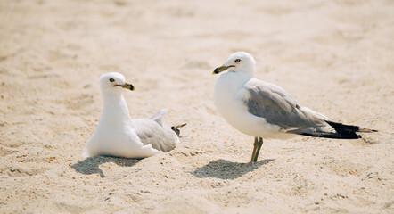 Seagulls in the Sand