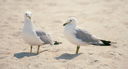 Seagulls in the Sand