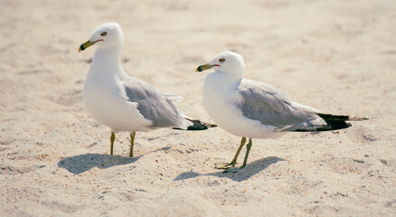 Seagulls in the Sand