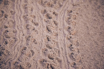 Baby Sea Turtle Tracks
