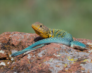 Male Eastern Collared Lizard