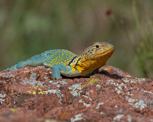 Male Eastern Collared Lizard