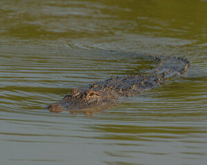 American Alligator in Fort Worth Texas
