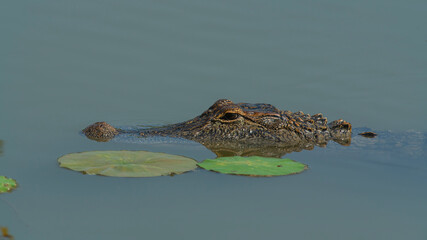 American Alligator in Fort Worth Texas
