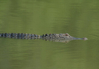 American Alligator in Fort Worth Texas