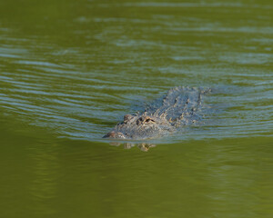 American Alligator in Fort Worth Texas