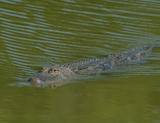 American Alligator in Fort Worth Texas
