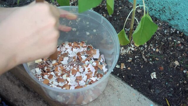 A young girl is smashing egg shells at the sun flower garden ,eggshells on plants as natural garden organic，recycling waste