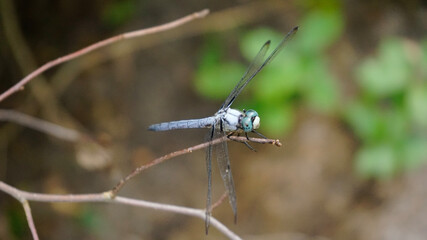 dragonfly on a leaf