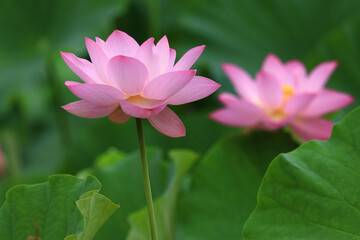 Obraz premium 蓮の花 広島県三原市の棲真寺