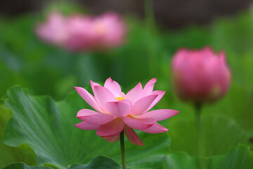 蓮の花　広島県三原市の棲真寺