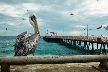 pelican on pier