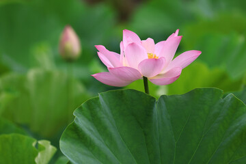蓮の花　広島県三原市の棲真寺