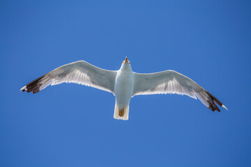 Seagull flying on blue sky background, closeup