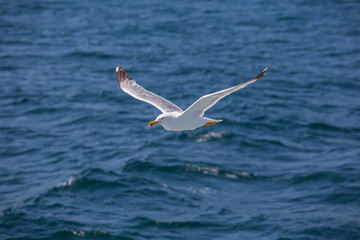 Fototapeta na wymiar A lone seagull flies over sea water, closeup