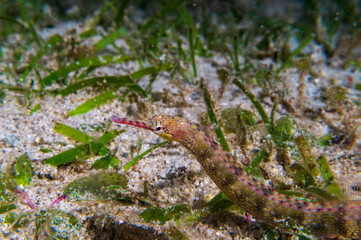 Black-breasted Pipefish (Corythoichthys nigripectus) during a night dive at Padre Burgos Pier in Sogod Bay, Southern Leyte, Philippines.  Underwater photography and travel.