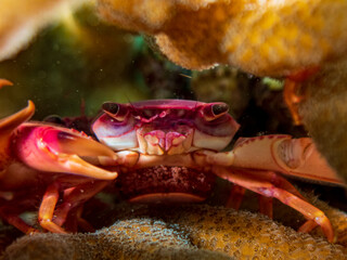 Red-fingered Coral Crab (Tetralia rubridactyla) with eggs at Little Lember I dive site in Sogod Bay, Southern Leyte, Philippines.  Underwater photography and travel.