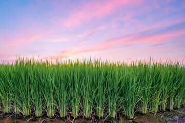 Time lapse,Green rice fields and beautiful sky after sunset,South Korea