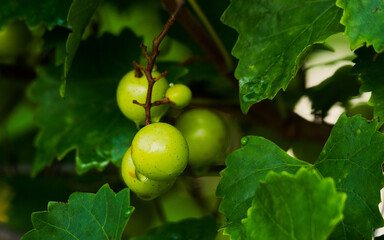 Grapes of Daufuskie Island