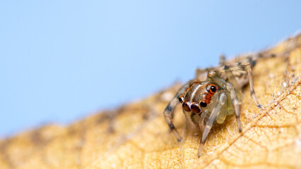Spider on a leaf against the blue sky.