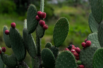 nopal y tuna
