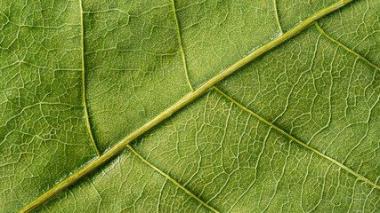 Light green dry leaf surface, close up texture background