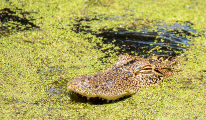 Alligators on Daufuskie Island
