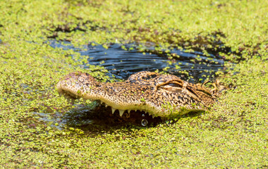 Alligators on Daufuskie Island