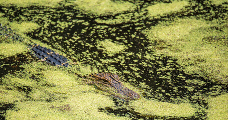 Alligators on Daufuskie Island
