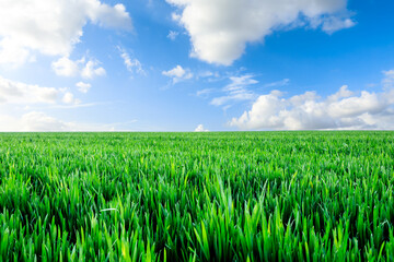 Endless grassland and sky natural landscape in springtime in Asia