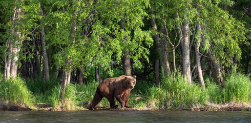 Brown bear on the river fishing for salmon. Brown bear chasing sockeye salmon at a river. Kamchatka...