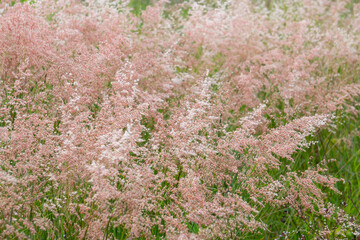 Fototapeta premium naturaleza rosa 