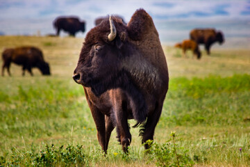A buffalo standing tall on a prairie farm near Head Smashed in Buffalo Jump in Alberta Canada.