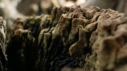 Abstract wood trunk texture look like cave stones. Rough grunge texture of felled tree branch. Macro photo of dead tree log wood.