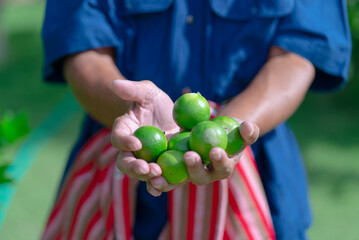 senior asian farmer holding lime fruits in hands in farm