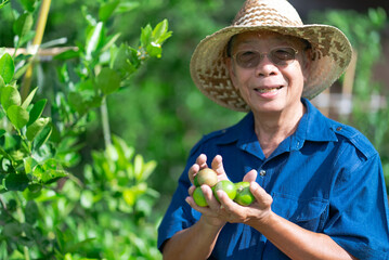 senior asian farmer holding lime fruits in hands in farm