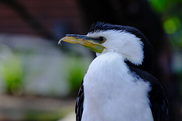 close up of a bird